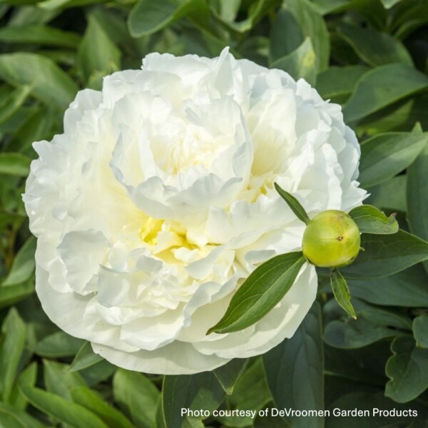 Paeonia 'Duchesse de Nemours' (Garden Peony)