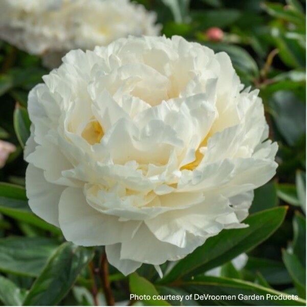 Paeonia 'Gardenia' (Garden Peony)