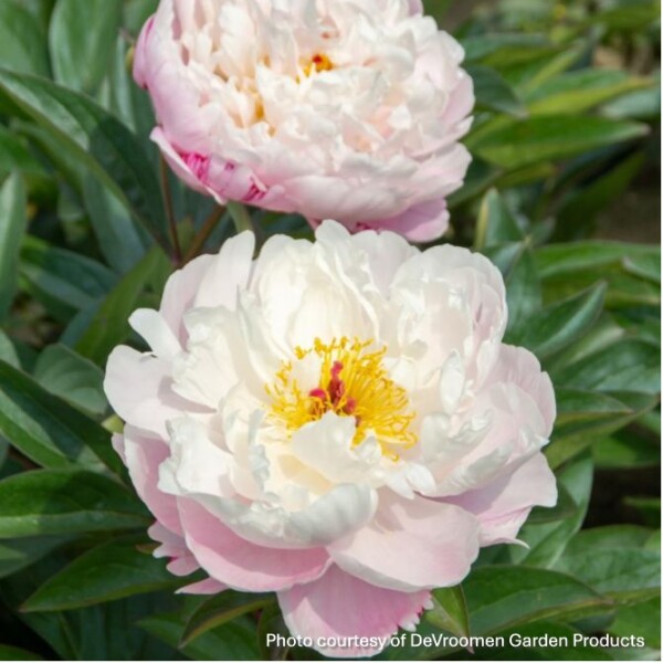 Paeonia ‘Lady Alexandra Duff’ (Garden Peony)