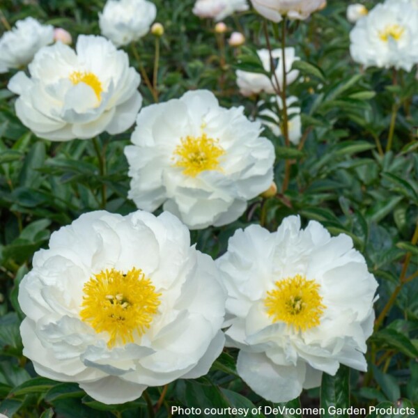 Paeonia ‘Miss America’ (Garden Peony)