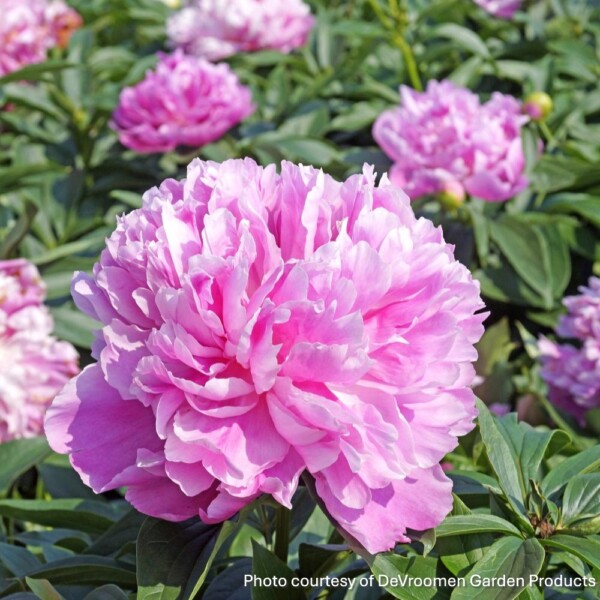 Paeonia 'Monsieur Jules Elie' (Garden Peony)