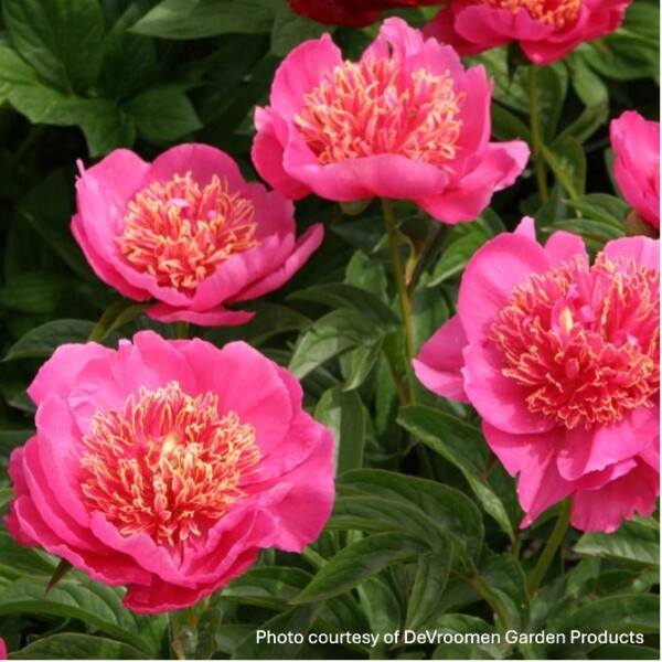 Paeonia ‘Neon’ (Garden Peony)