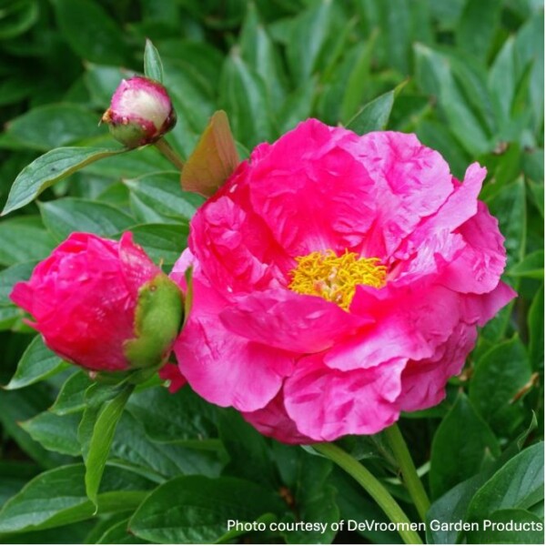 Paeonia ‘Paula Fay’ (Garden Peony)