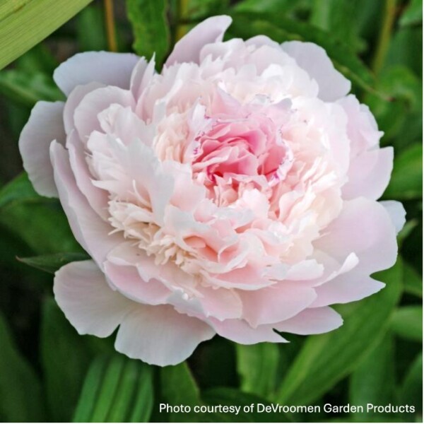 Paeonia 'Pecher' (Garden Peony) - Image 2