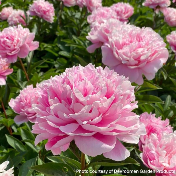 Paeonia ‘Pink Parfait’ (Garden Peony)