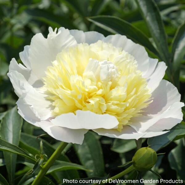 Paeonia ‘Primevere’ (Garden Peony)