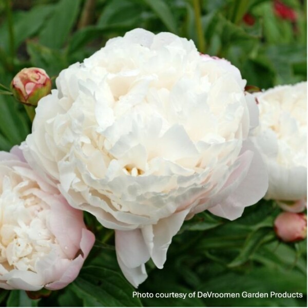 Paeonia ‘Vogue’ (Garden Peony)