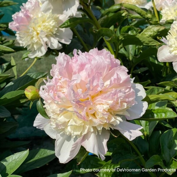 Paeonia ‘Raspberry Sundae’ (Garden Peony)