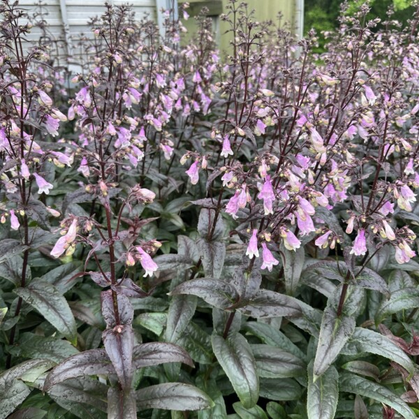 Penstemon x ‘Blackbeard’ (Beardtongue) PP30,052 - Image 4