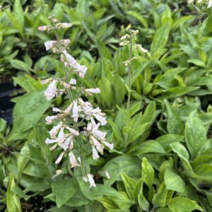 Penstemon pallidus (Pale Beardtongue)
