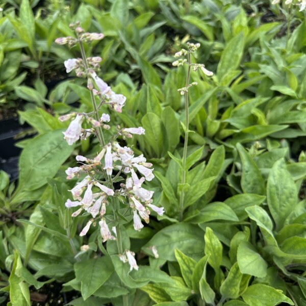 Penstemon pallidus (Pale Beardtongue)