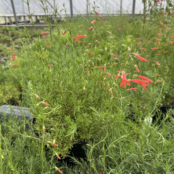 Penstemon pinifolius (Pineleaf Beardtongue) - Image 3
