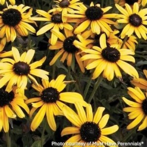 Rudbeckia fuligida var. speciosa 'Viette’s Little Suzy' (Black-Eyed Susan)