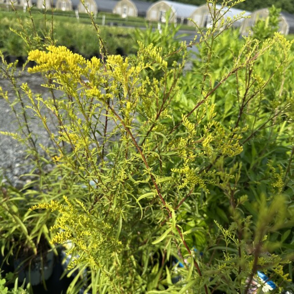 Solidago juncea (Early Goldenrod)