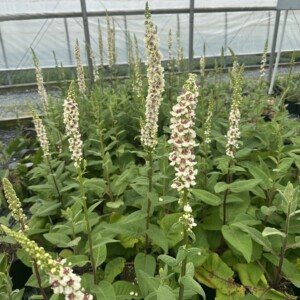Verbascum chaixii 'Wedding Candles' (Nettle-Leaved Mullein)