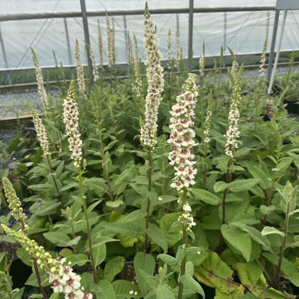 Verbascum chaixii 'Wedding Candles' (Nettle-Leaved Mullein)
