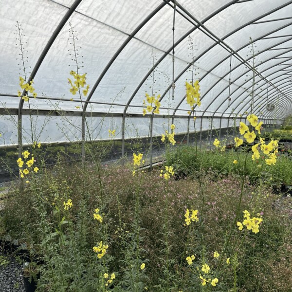 Verbascum roripifolium (Wild Mullein) - Image 3