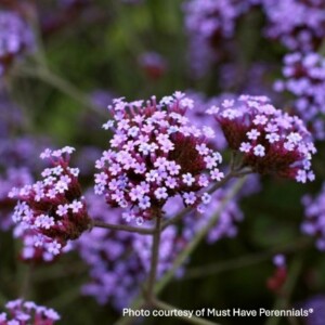 Verbena bonariensis 'Lollipop' (Vervain)