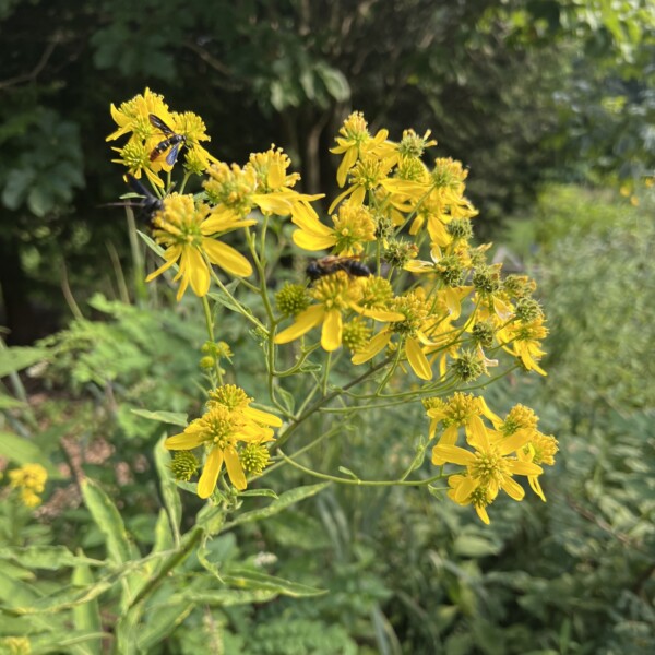 Verbesina alternifolia 'Goldstrahl' (Wingstem)