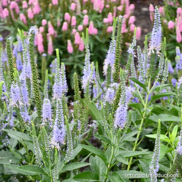 Veronica x 'Seaside' (Spiked Speedwell)