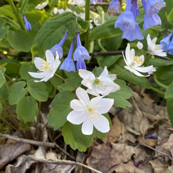 Anemonella thalictroides (Rue Anemone)