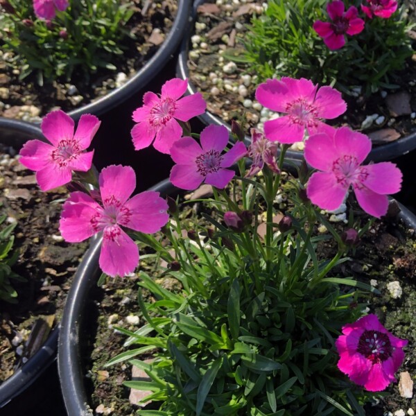 Dianthus alpinus (Alpine Pink)