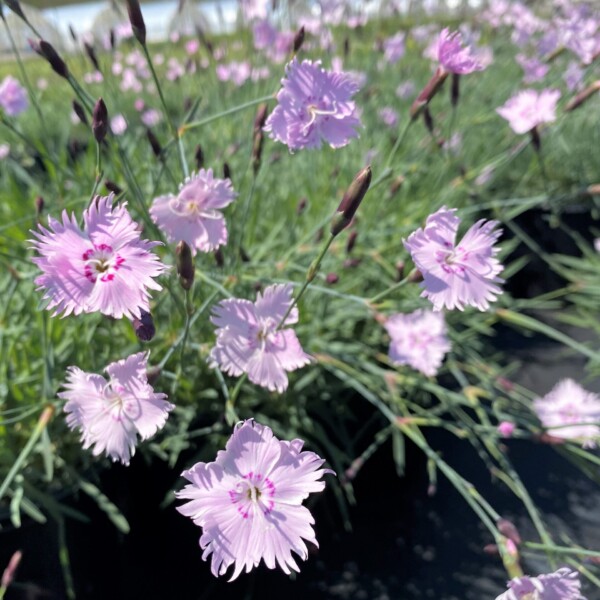 Dianthus gratianopolitanus 'Bath's Pink' (Cheddar Pink)