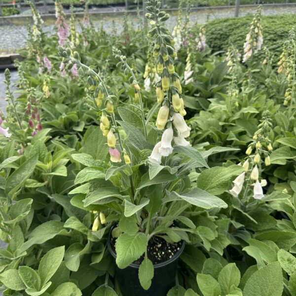 Digitalis purpurea subsp. heywoodii (Heywood's Foxglove)
