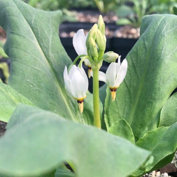 Dodecatheon meadia (Shooting Star)