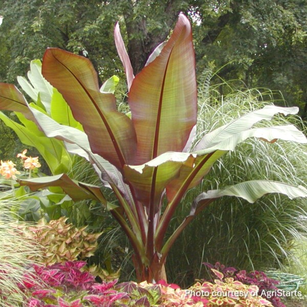 Ensete ventricosum ‘Maurelii’ (Red Banana)