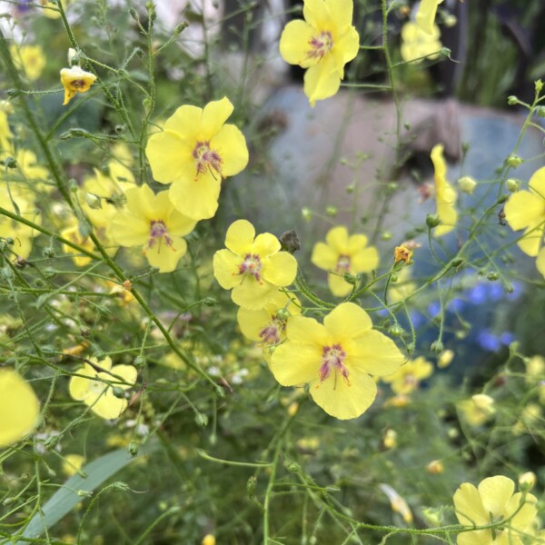 Verbascum roripifolium (Wild Mullein)