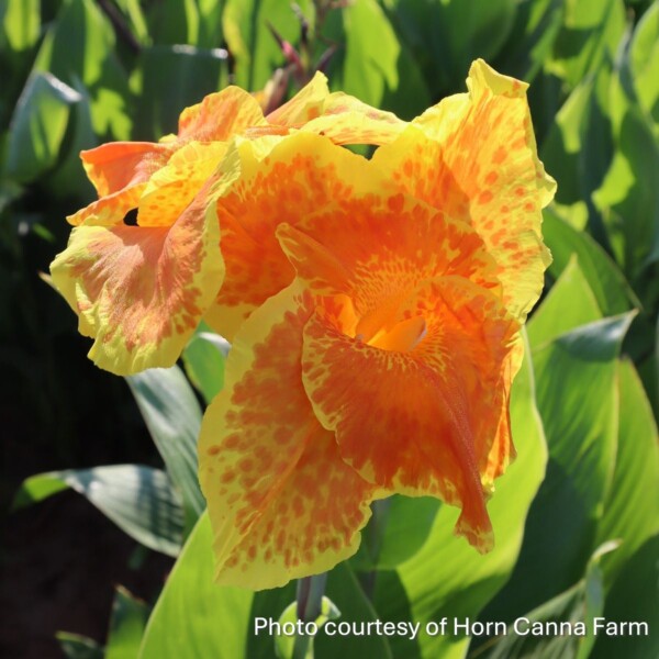 Canna x ‘Yellow King Humbert’