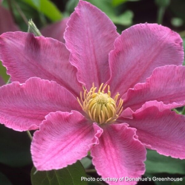 Clematis x Abilene™ ‘Evipo027’