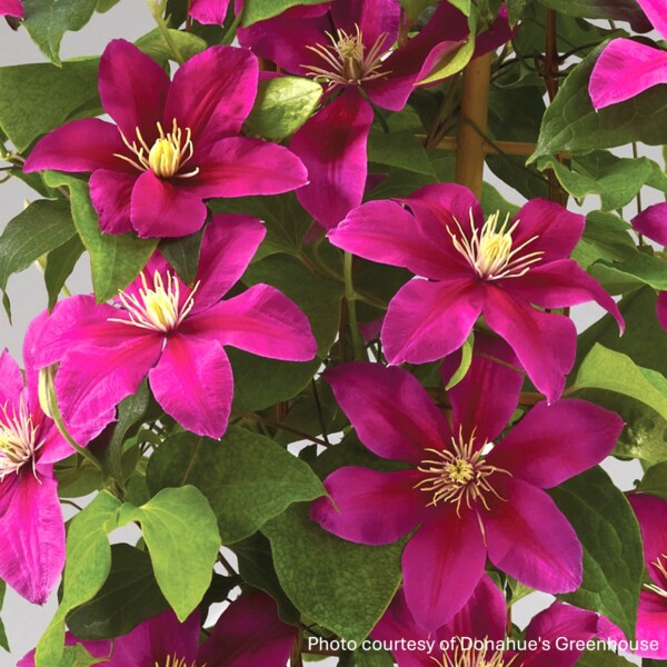 Clematis x Acropolis™ ‘Evipo078’