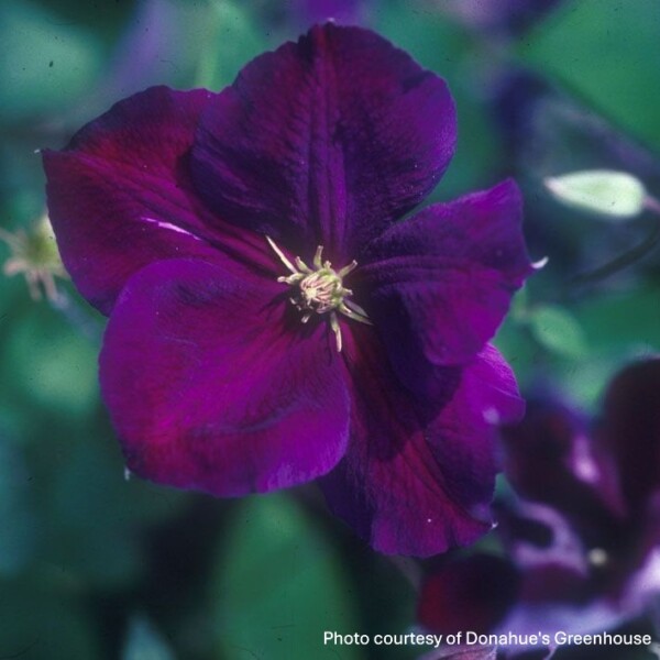 Clematis x 'Jackmanii Superba’