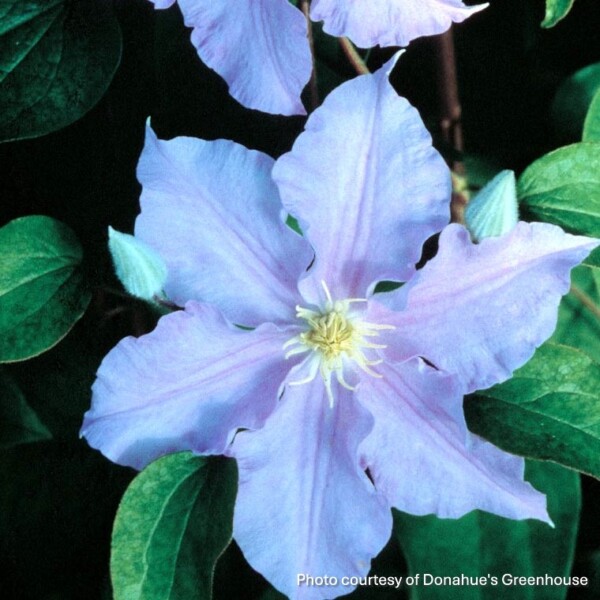 Clematis x 'Will Goodwin'