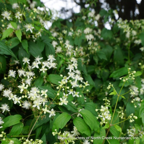 Clematis virginiana (Virgin’s Bower)