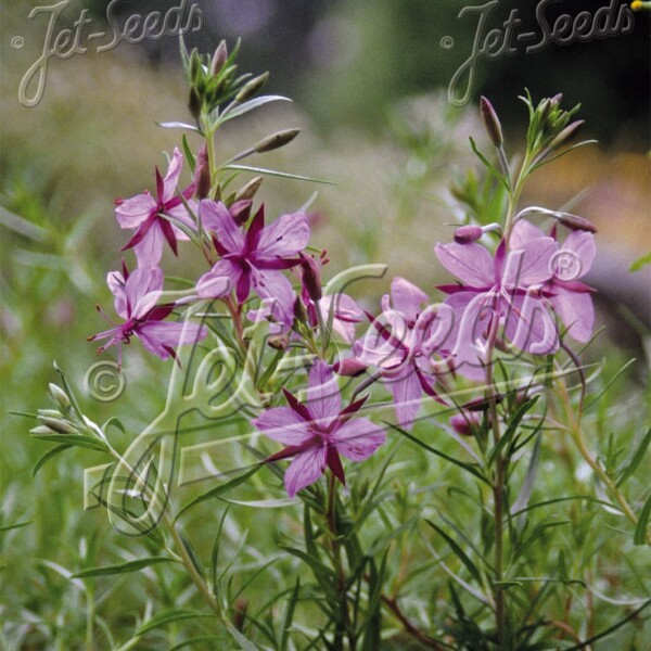 Epiloblium fleischeri (Alpine Willowherb)