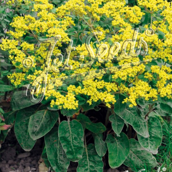 Eriogonum allenii 'Little Rascal' (Shale Barrens Buckwheat) - Image 3