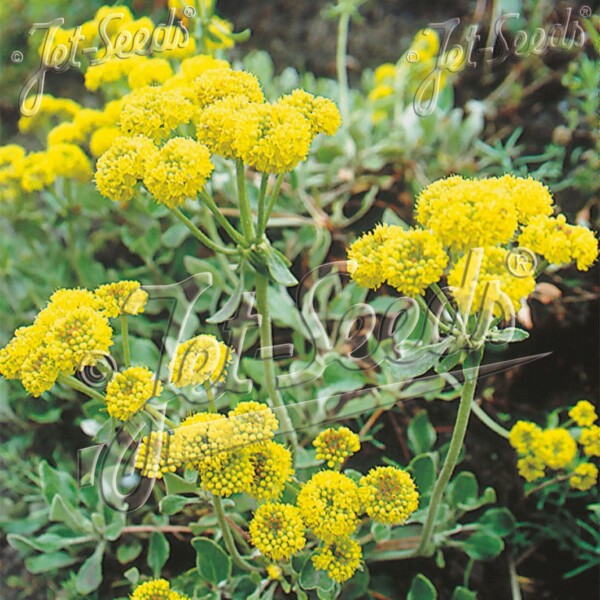 Eriogonum umbellatum (Sulphur Buckwheat)