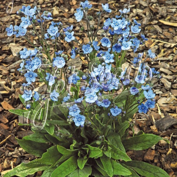 Eritrichium x ‘Baby Blues’ (Alpine Forget-Me-Not)