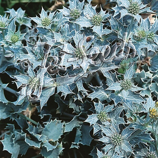 Eryngium planum 'Blue Hobbit' (Sea Holly)