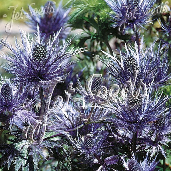 Eryngium alpinum 'Blue Star' (Alpine Sea Holly)