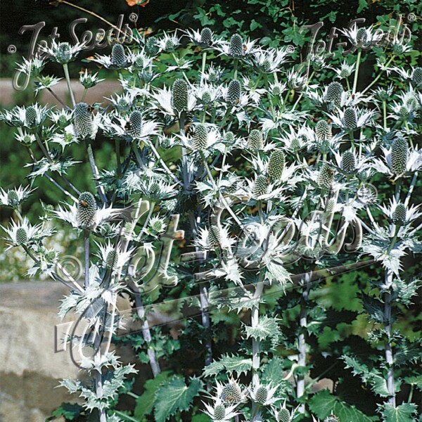 Eryngium giganteum (Miss Willmott’s Ghost)