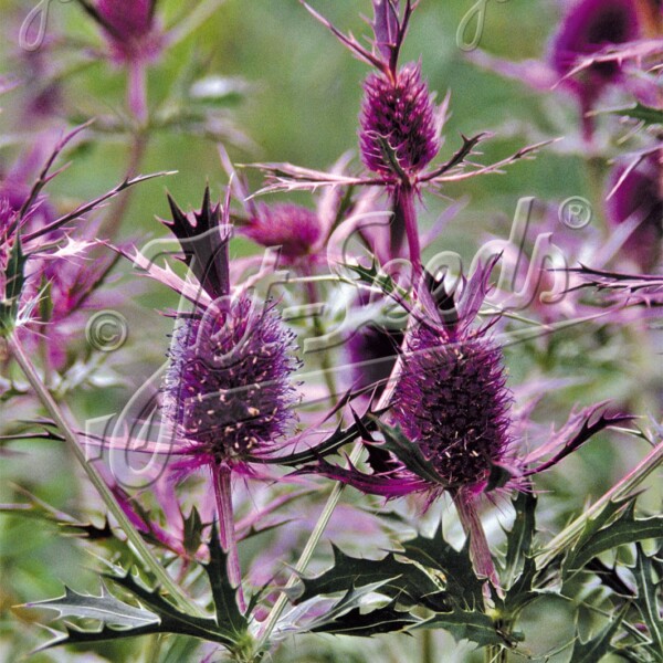 Eryngium leavenworthii (Leavenworth's Eryngo)