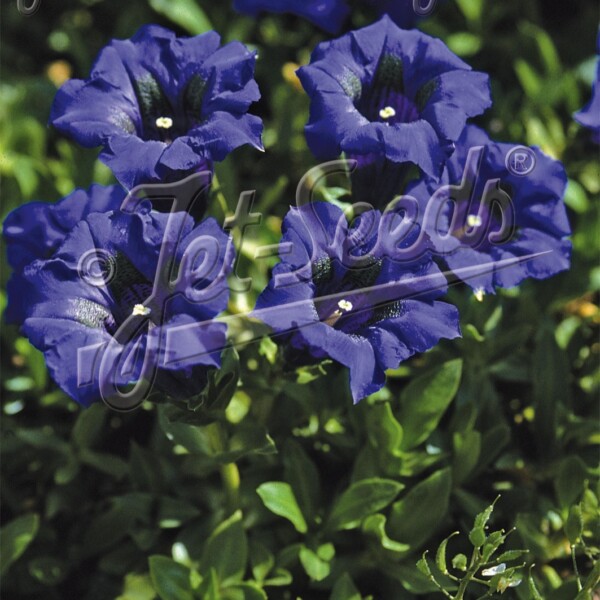 Gentiana angustifolia (Gentian)