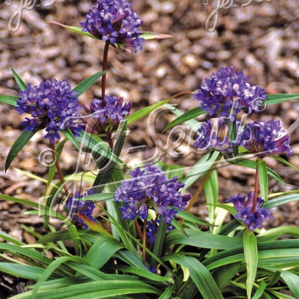 Gentiana gracilipes (Gentian)