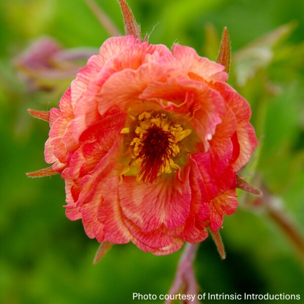 Geum x ‘Mai Tai’ (Avens)