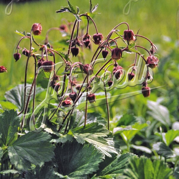 Geum rivale (Water Avens)