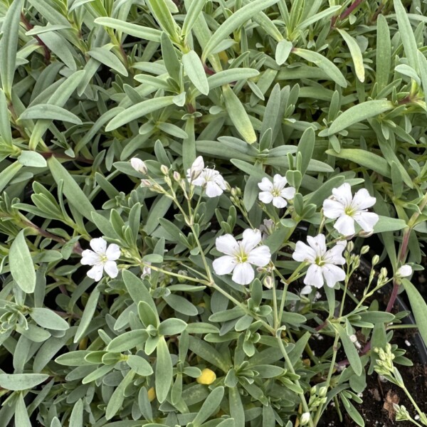 Gypsophila repens ‘Filou White’ (Creeping Baby’s Breath)